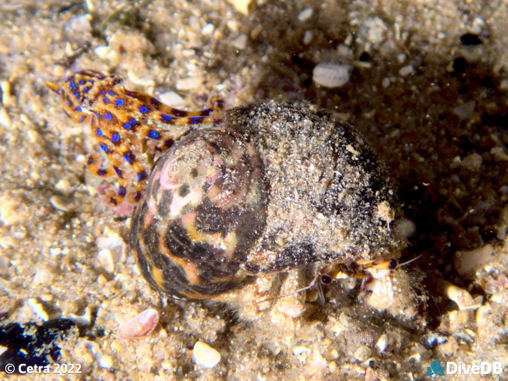 Photo of Blue Ring at Port Noarlunga Jetty. 