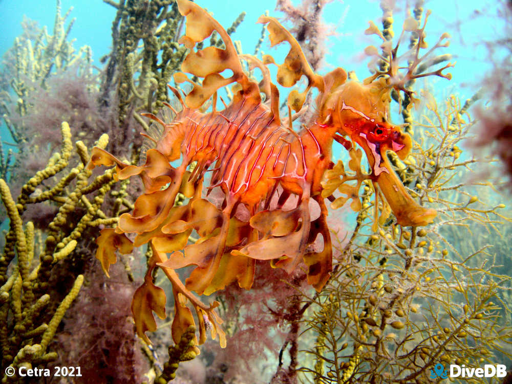 Photo of Leafy Seadragon. 