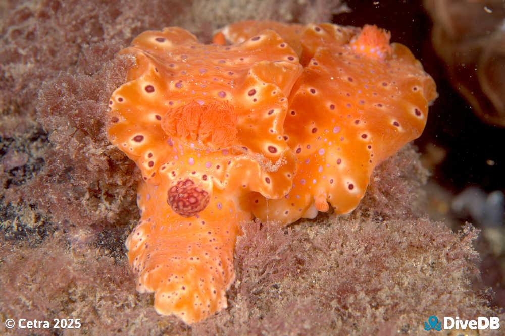 Photo of Short-tailed Sea Slug at Port Hughes Jetty. 