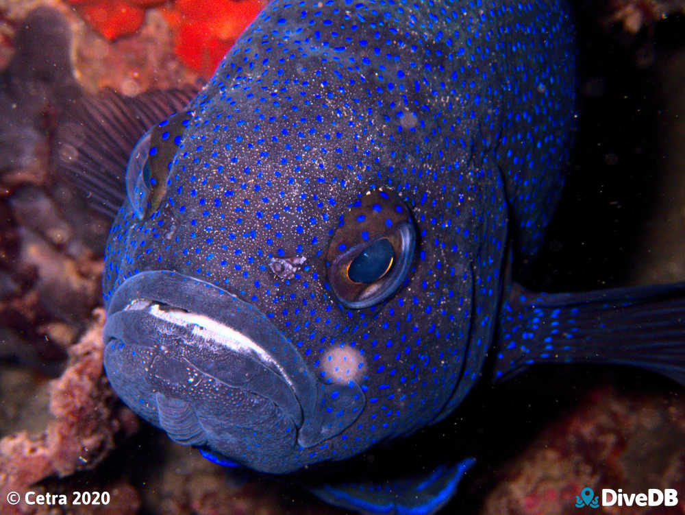 Southern Blue Devil