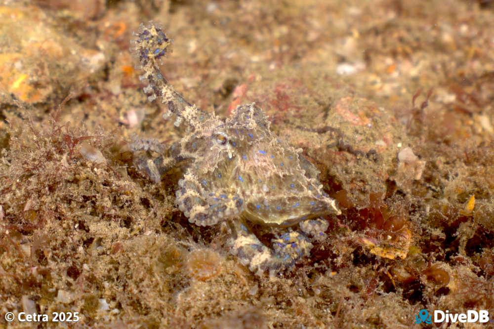 Photo at Glenelg Dredge. 