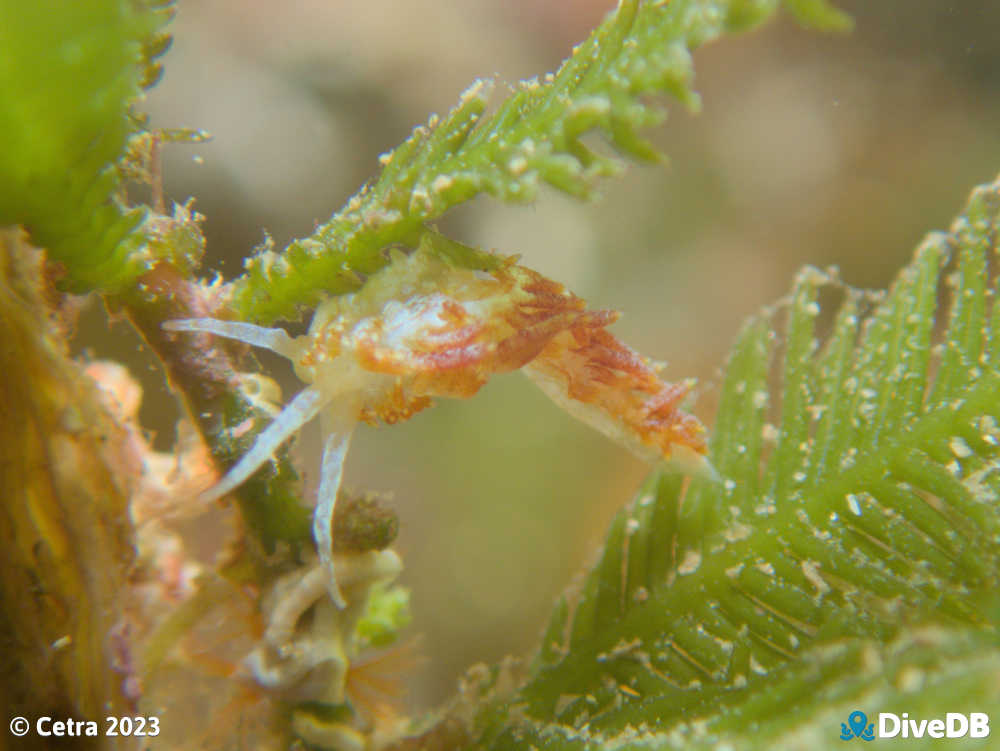 Photo of Tularia bractea at Port Noarlunga Jetty. 