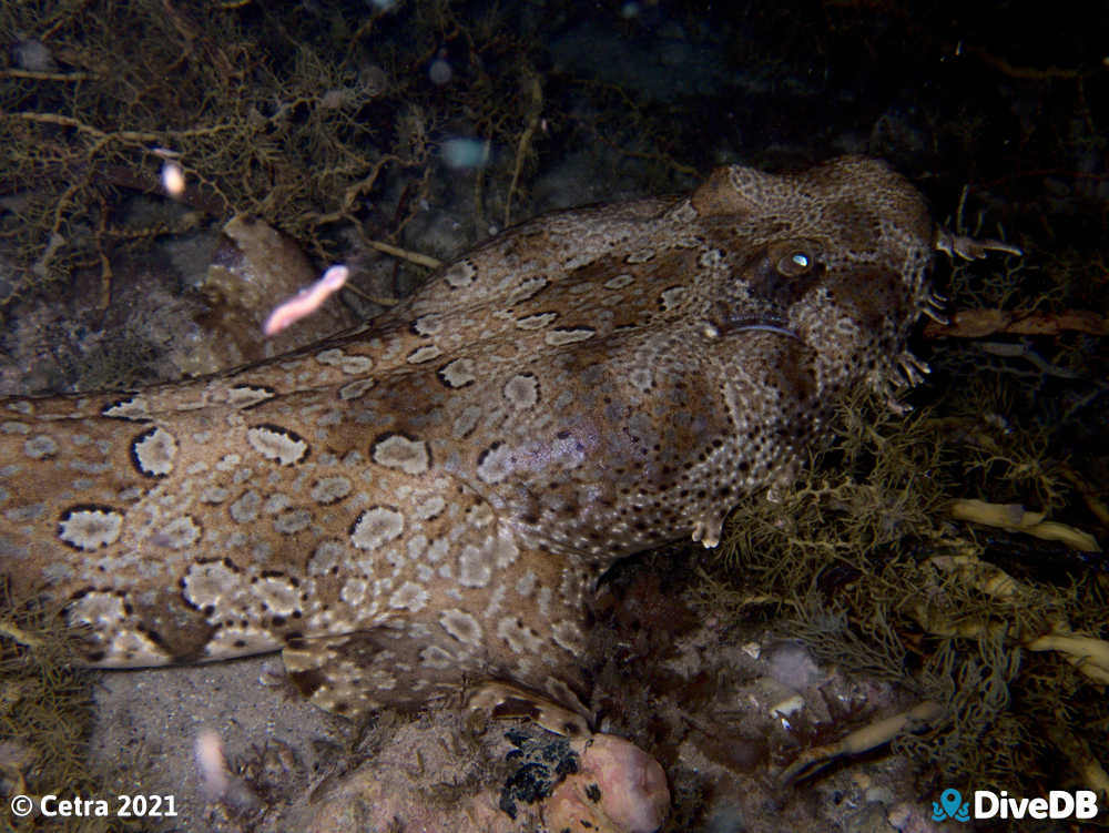 Photo of Wobbegong at Port Noarlunga Jetty. 