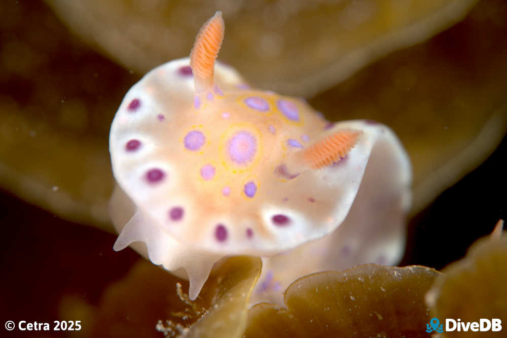 Photo of Short-tailed Sea Slug at Port Hughes Jetty. 