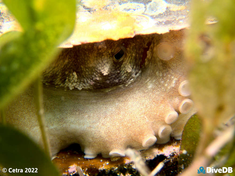 Photo of Octopus at Edithburgh Jetty. 