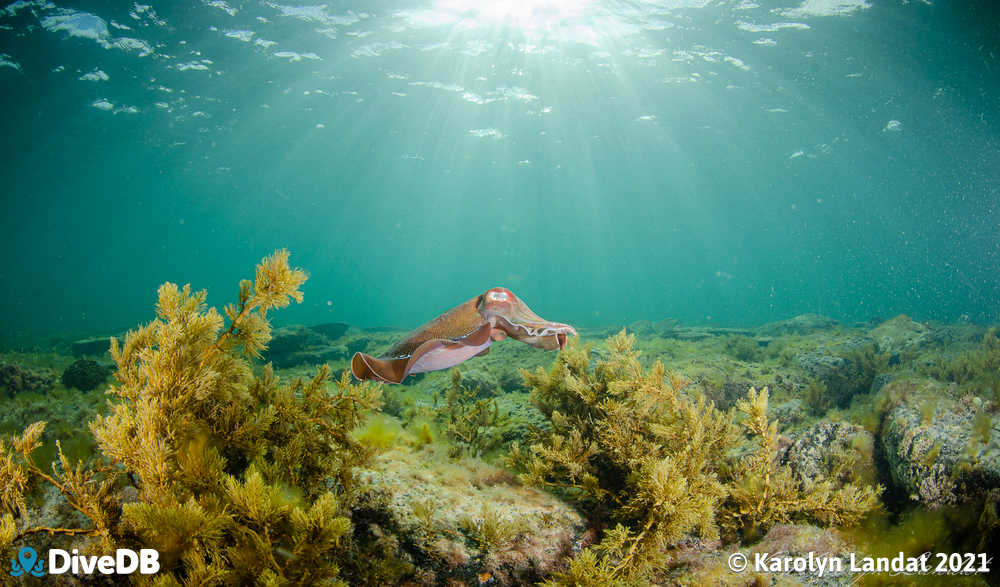 Photo at Whyalla Cuttlefish. 