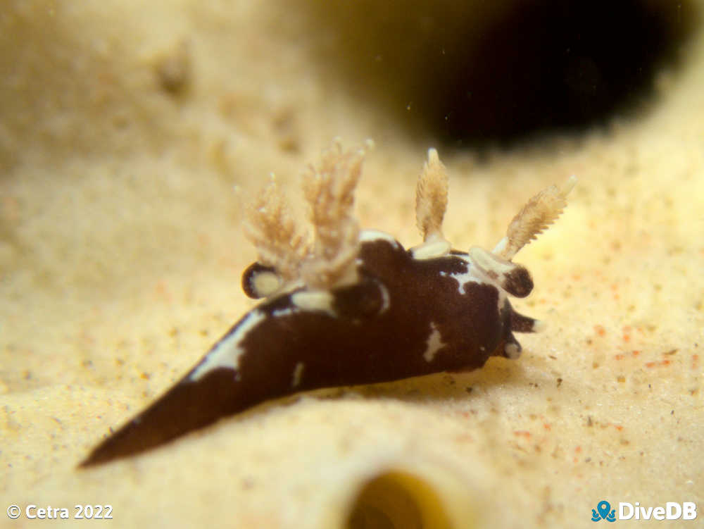 Photo of Trapania brunnea at Port Noarlunga Jetty. 