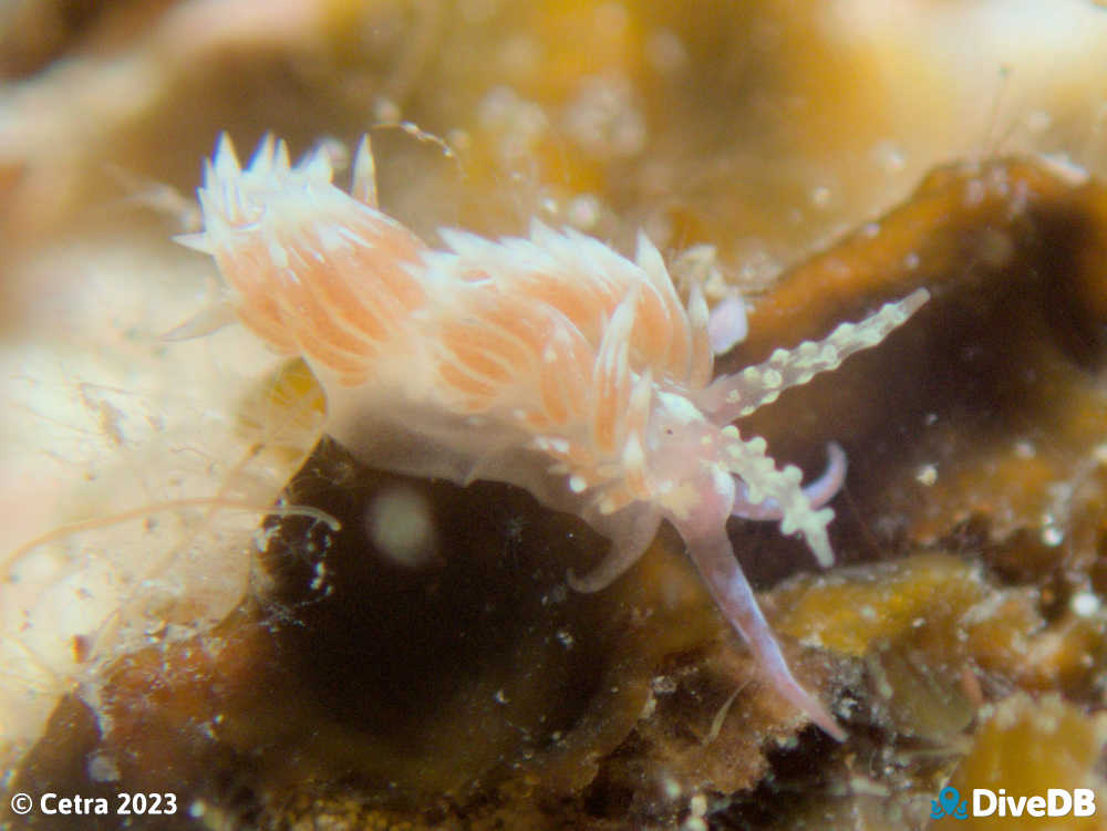 Photo of Trinchesia thelmae at Port Noarlunga Jetty. 