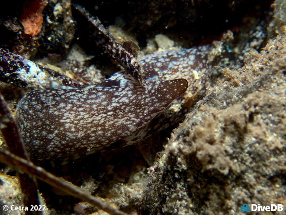 Photo of Head Shield Slug at Edithburgh Jetty. 