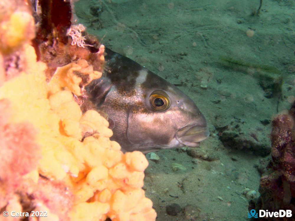 Photo of Dusky Morwong at Port Noarlunga Jetty. 