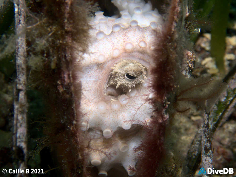 Photo of Octopus at Port Hughes Jetty. 