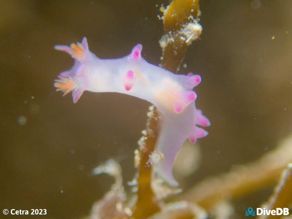 Photo of Marianina sp. at Port Noarlunga Jetty. 