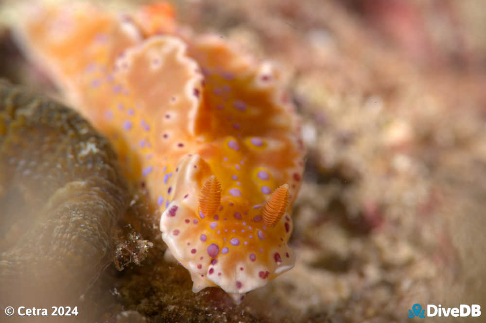 Photo of Short-tailed Sea Slug at Edithburgh Jetty. 