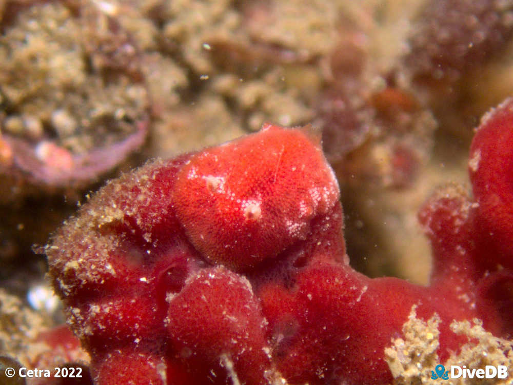 Photo of Rostanga calamus at Port Noarlunga Jetty. 