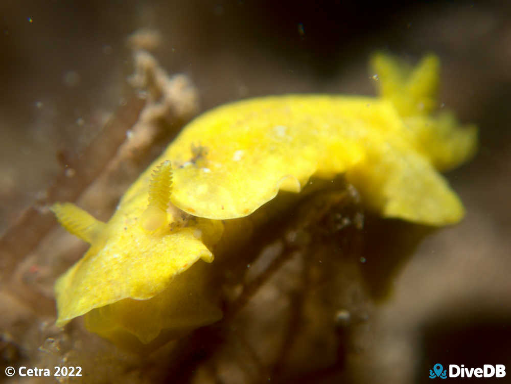 Photo of Verconia closeorum at Ardrossan Jetty. 