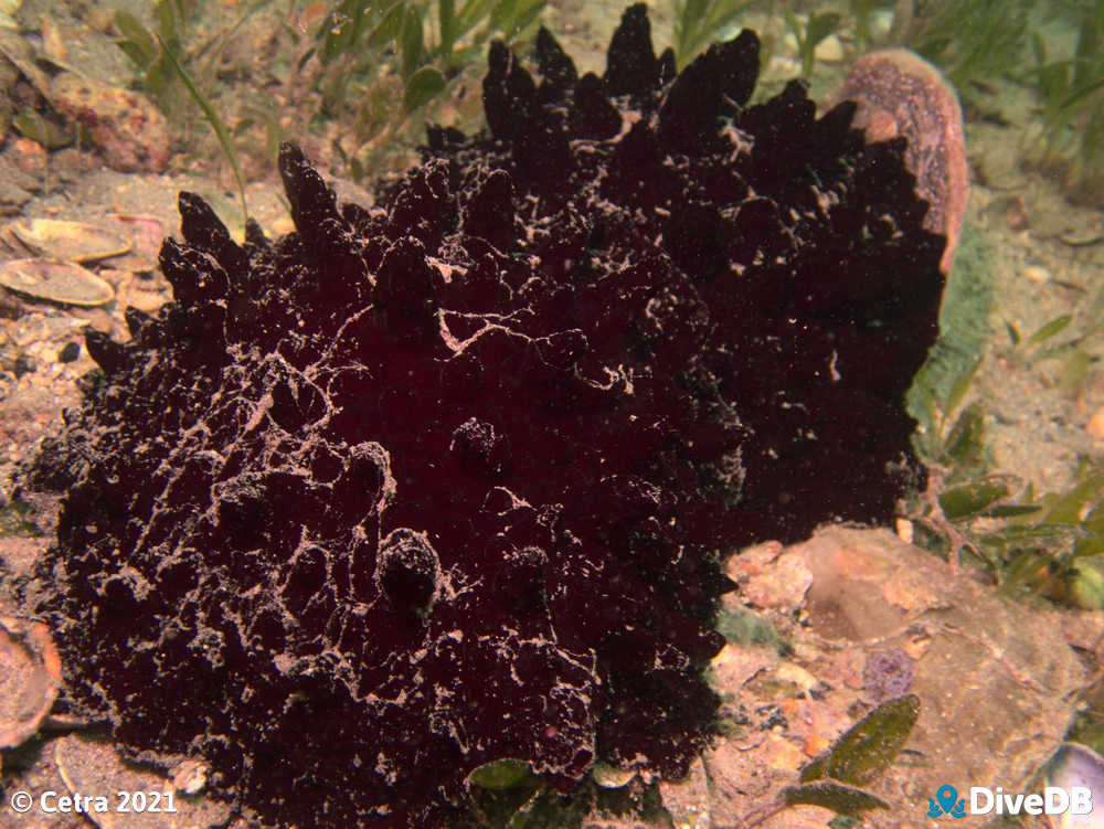 Photo of Hill's Side-Gill Slug at Edithburgh Jetty. 