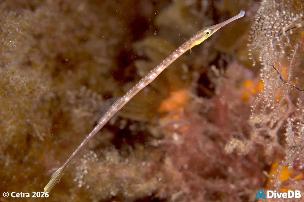 Photo at Port Hughes Jetty. 