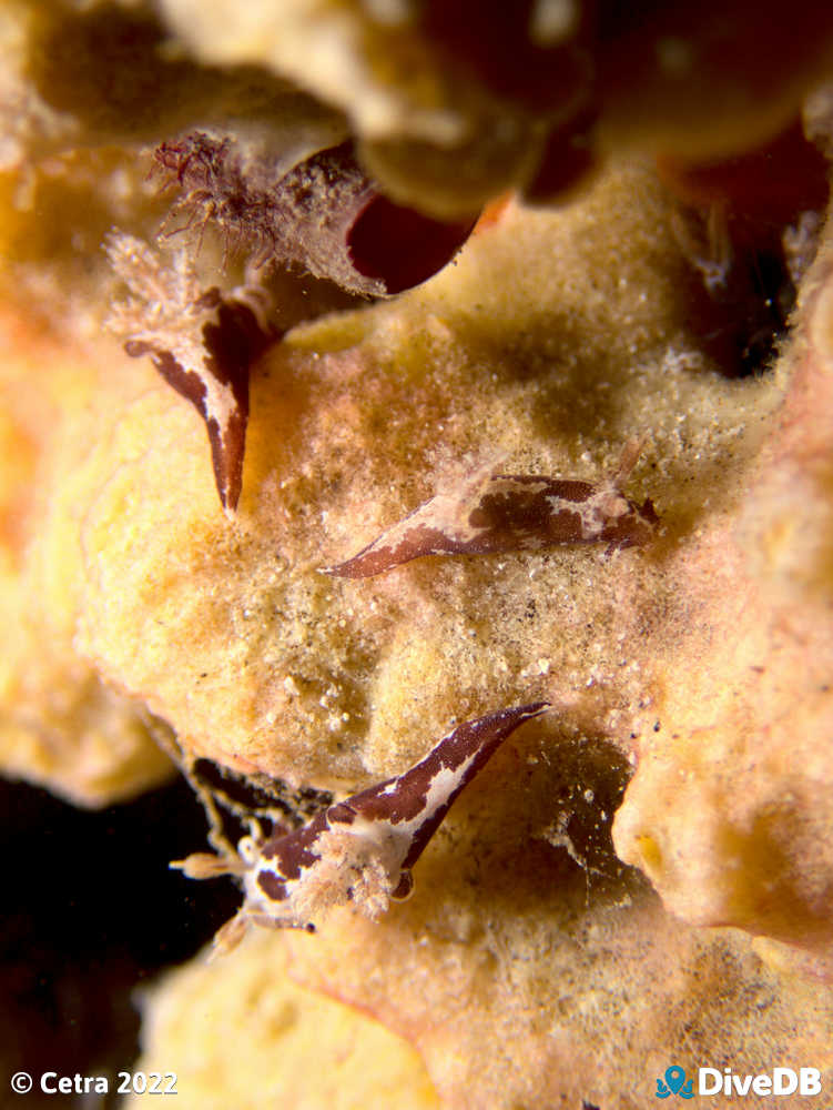 Photo of Trapania brunnea at Port Noarlunga Jetty. 