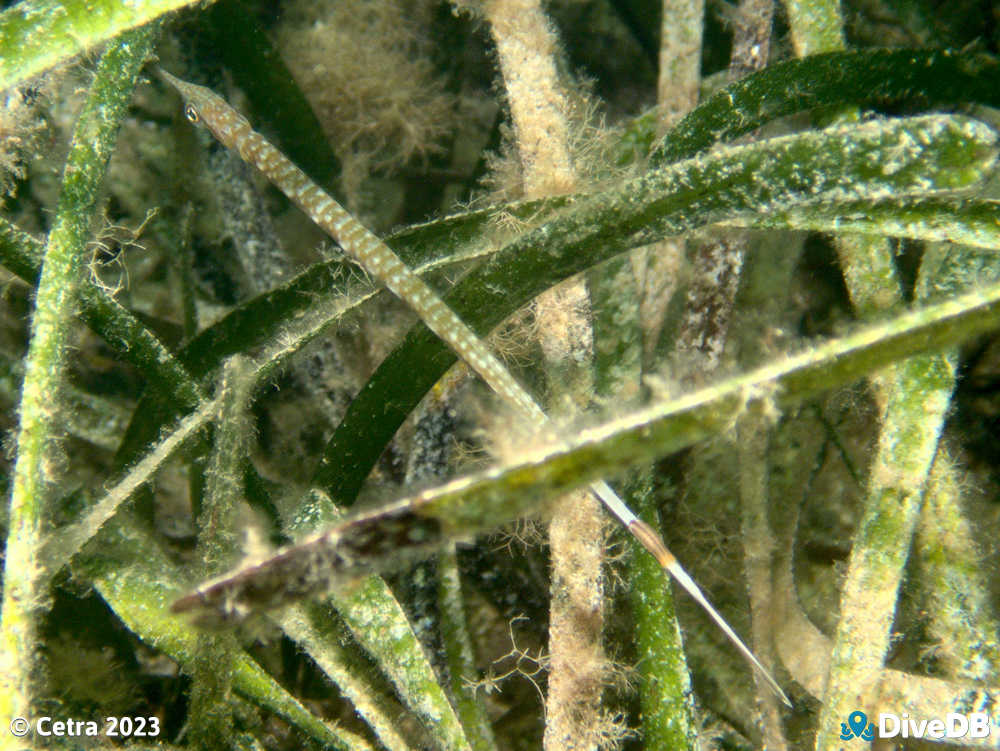 Photo of Spotted Pipefish at Port Hughes Jetty. 