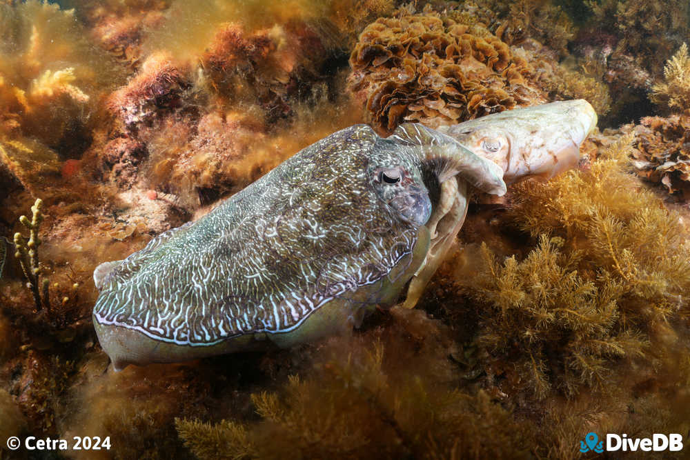 Photo at Whyalla Cuttlefish. 