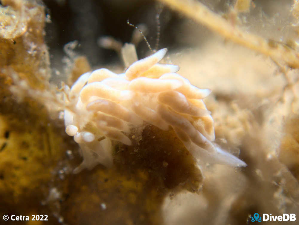 Photo of Trinchesia RB5 at Port Noarlunga Jetty. 