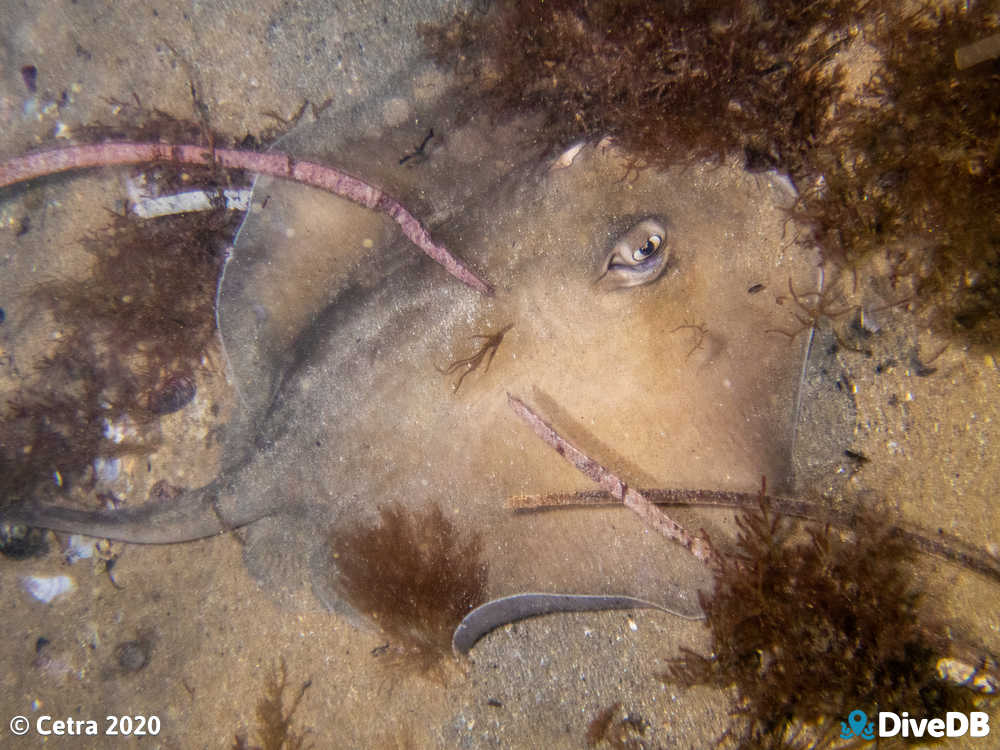 Photo of Smooth Stingray at Port Noarlunga Jetty. 