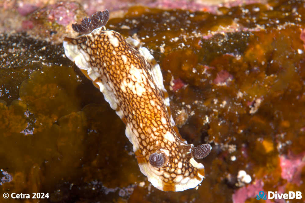 Photo of Aphelodoris lawsae at Edithburgh Jetty. 