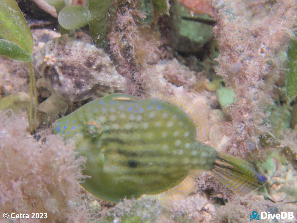 Photo of Southern Pygmy Leatherjacket at Edithburgh Jetty. 