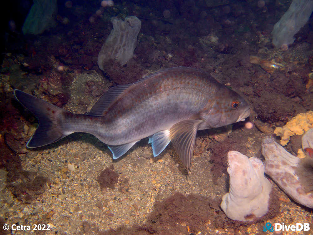 Photo of Dusky Morwong at Edithburgh Jetty. 