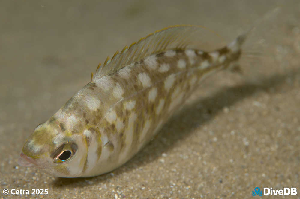 Photo at Port Noarlunga Jetty. 