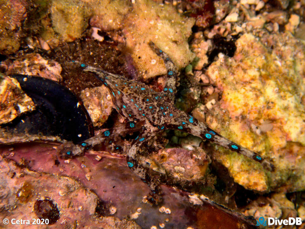 Photo of Blue Ring at Port Hughes Jetty. 