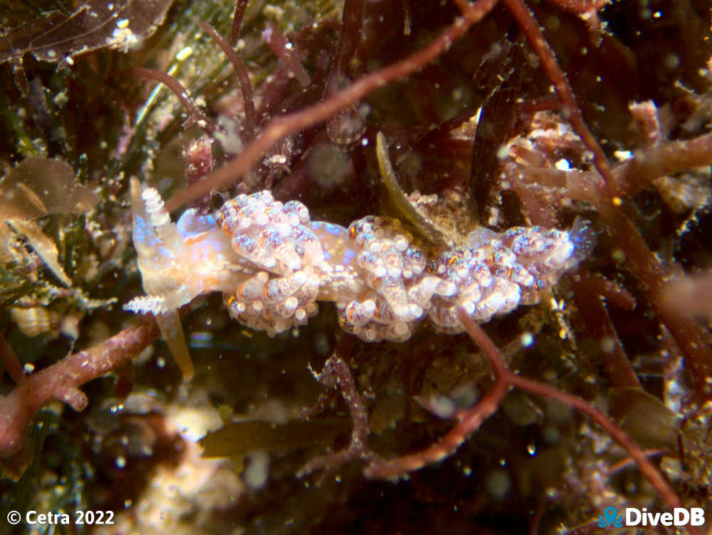 Photo of Austraeolis ornata at Port Noarlunga Jetty. 