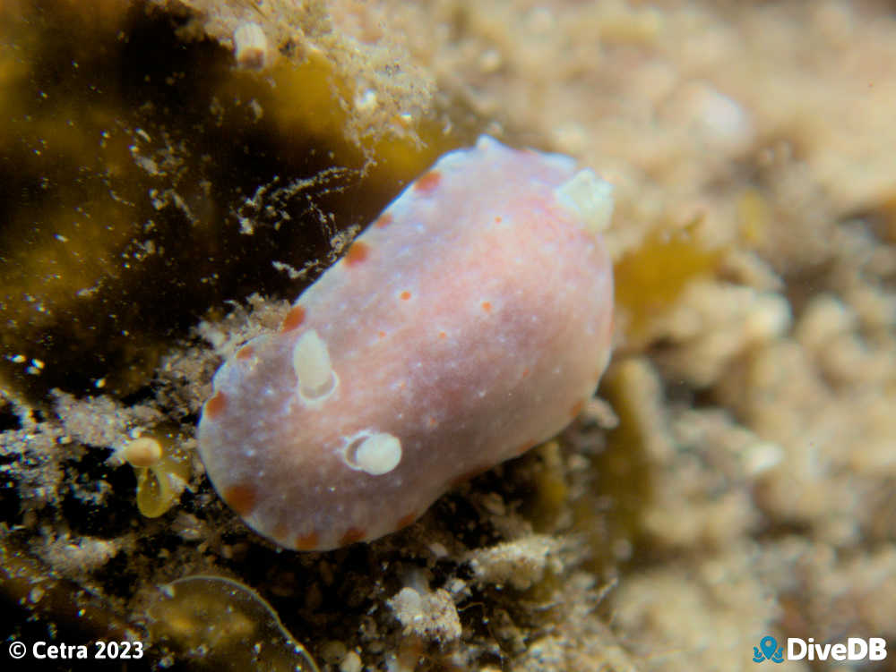 Photo of Goniobranchus epicurius at Port Victoria Jetty. 