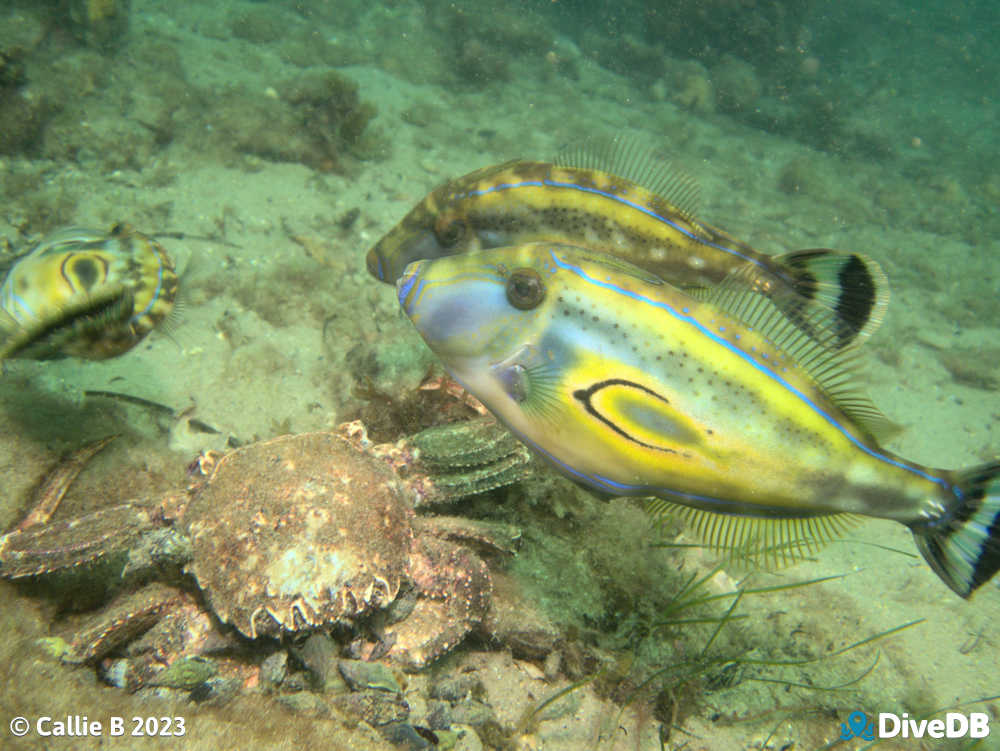 Photo of Horseshoe Leatherjacket at Port Noarlunga Jetty. 