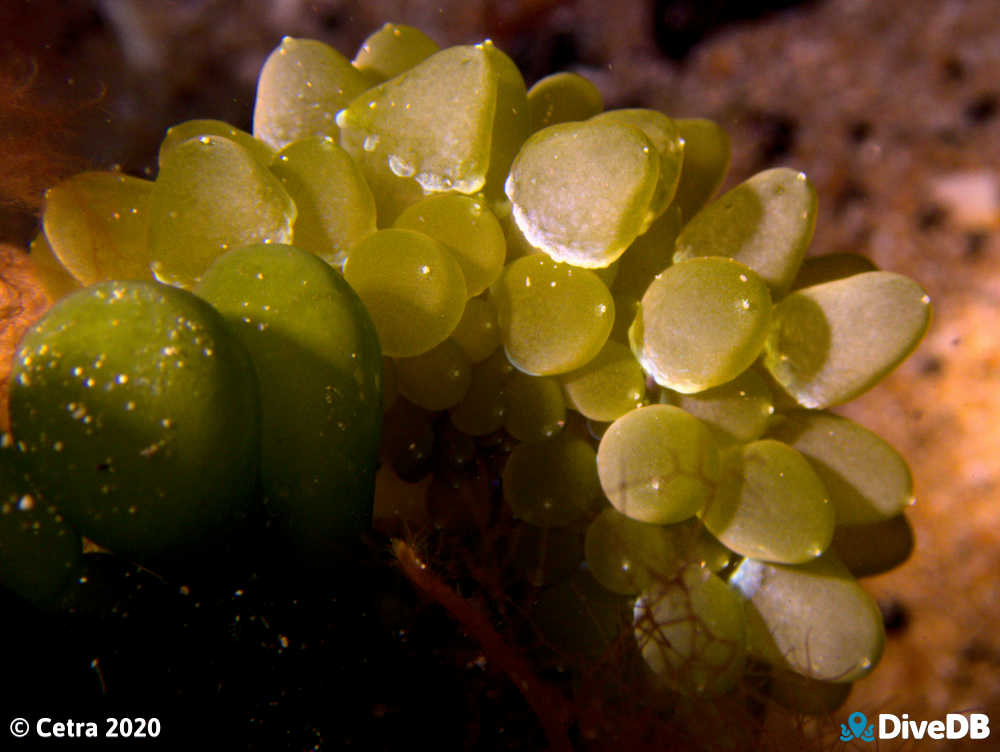 Photo of Grape Nudi at Edithburgh Jetty. 