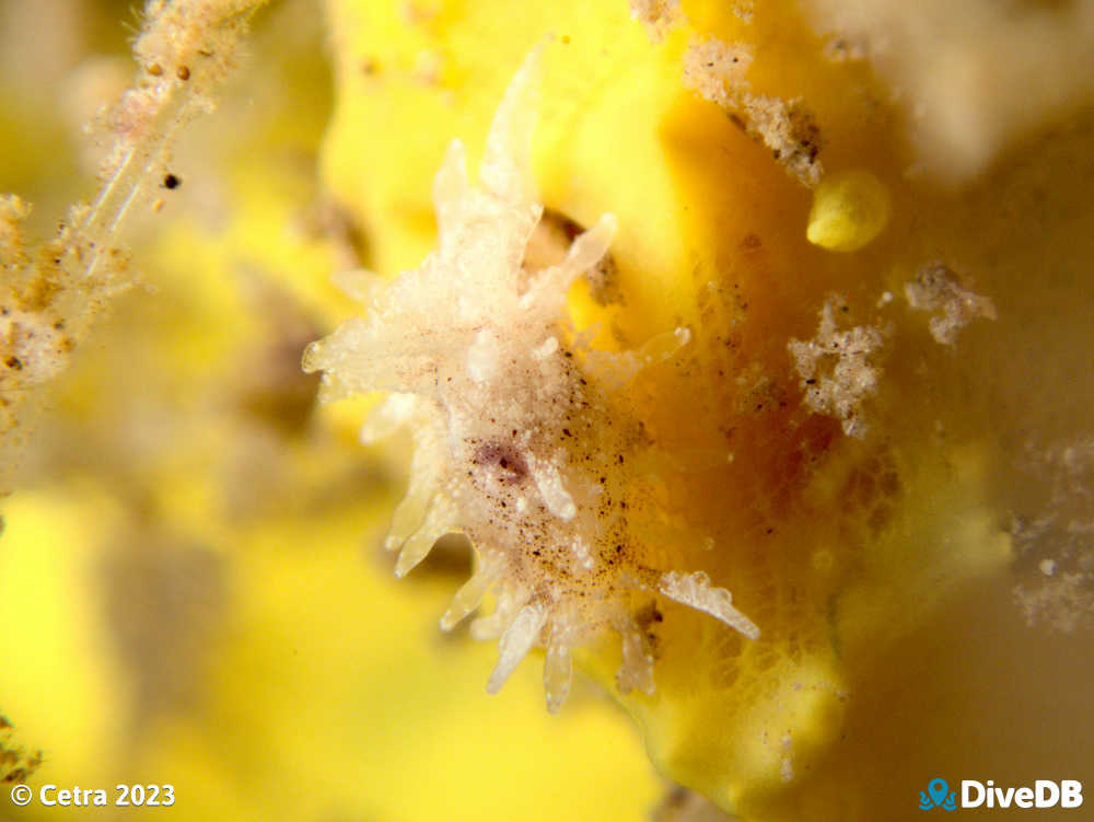 Photo of Okenia zoobotryon at Wallaroo Jetty. 