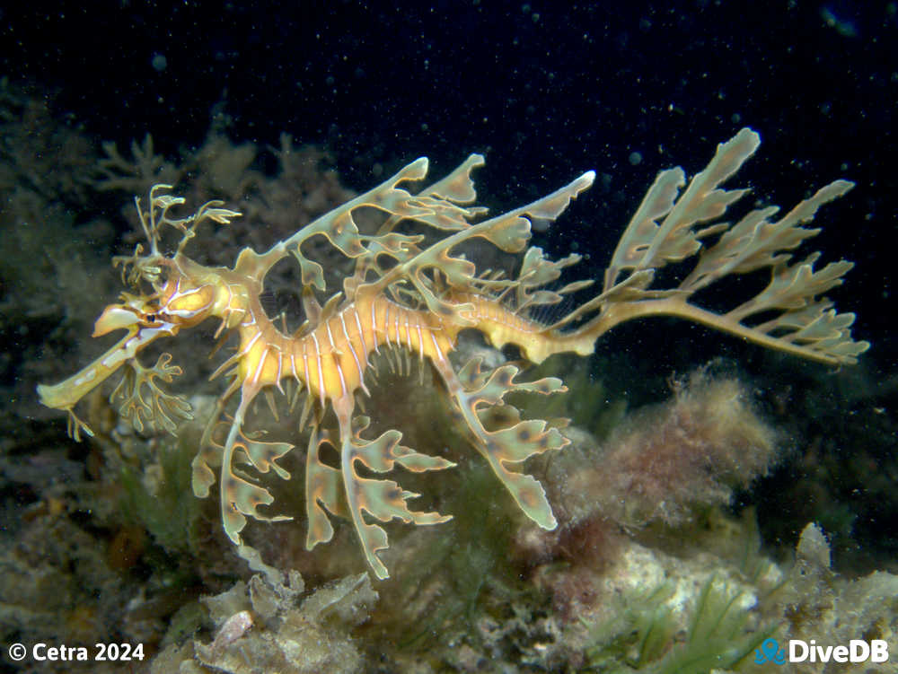 Photo at Port Noarlunga Jetty. 