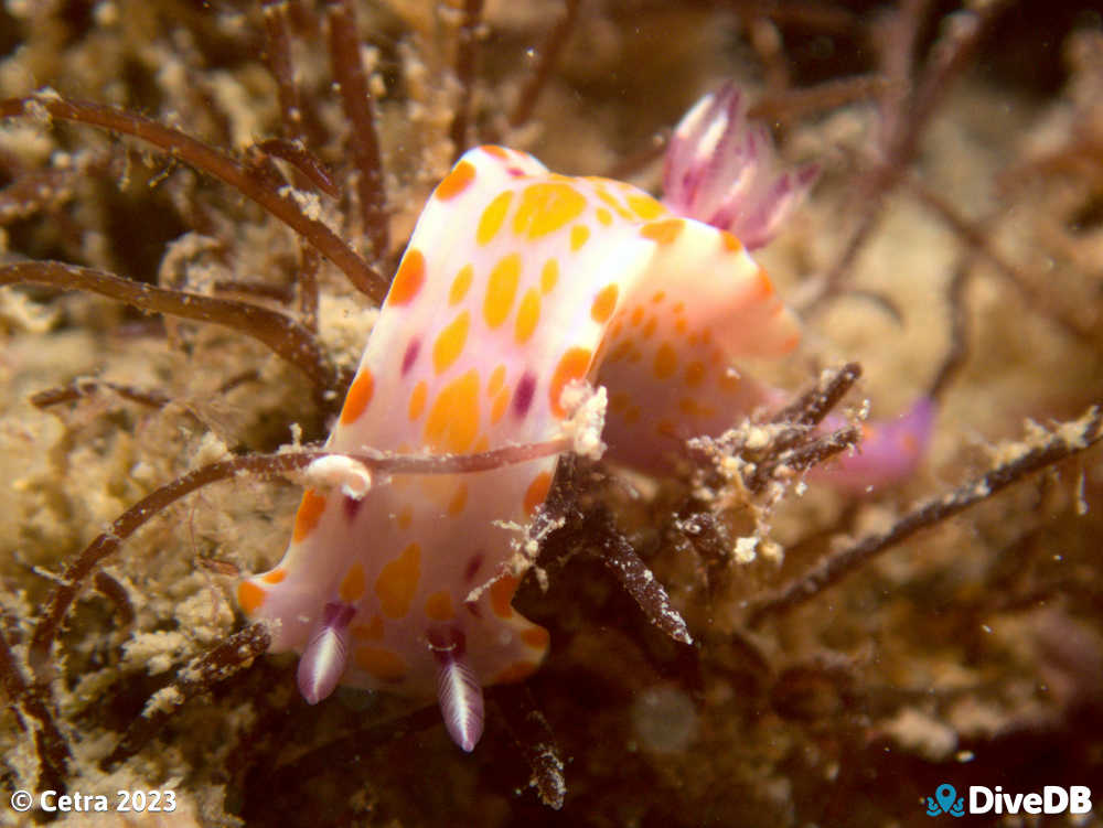 Photo of Clown Nudi at MV Seawolf. 