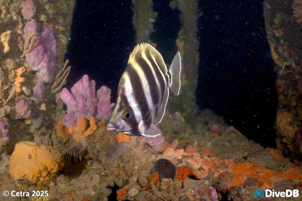 Photo at Glenelg Dredge. 