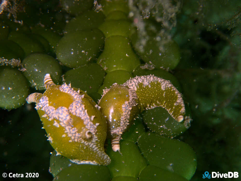 Photo of Dinosaur Nudi at Edithburgh Jetty. 