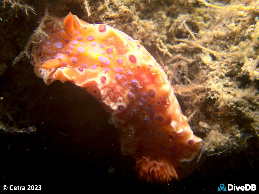 Photo of Short-tailed Sea Slug at Ardrossan Jetty. 