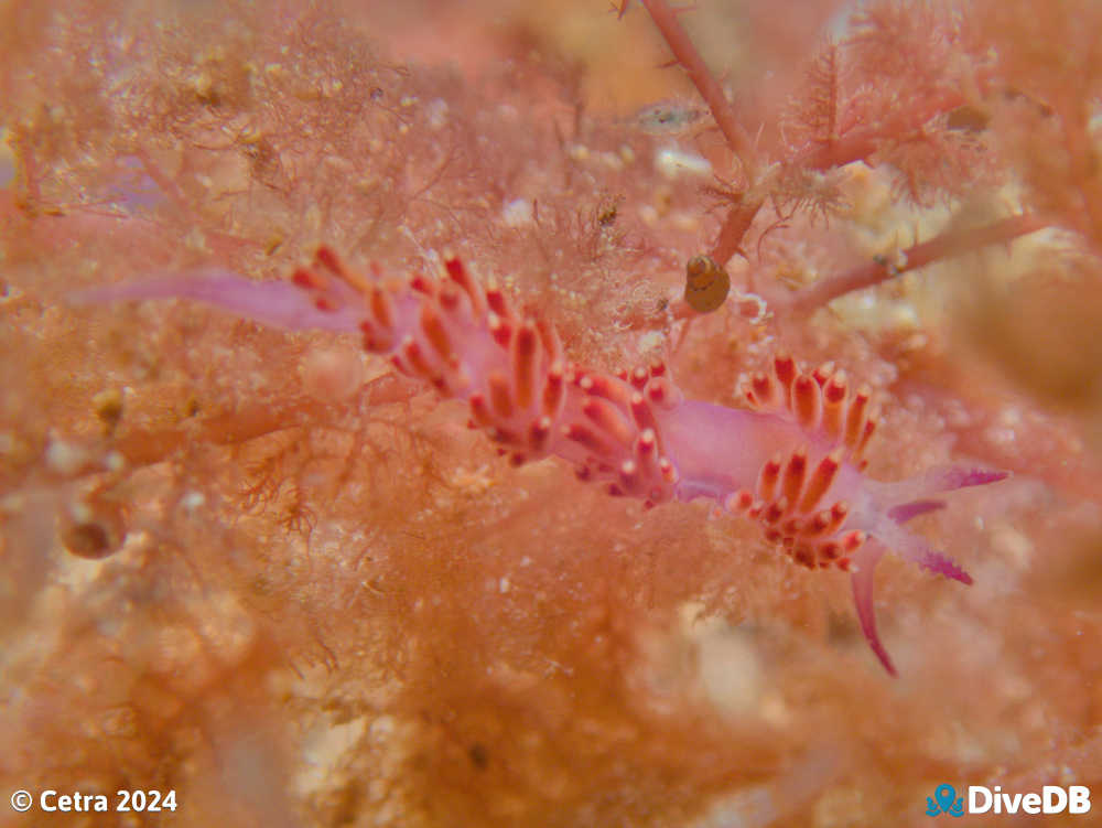 Photo of Flamboyant at Glenelg Dredge. 