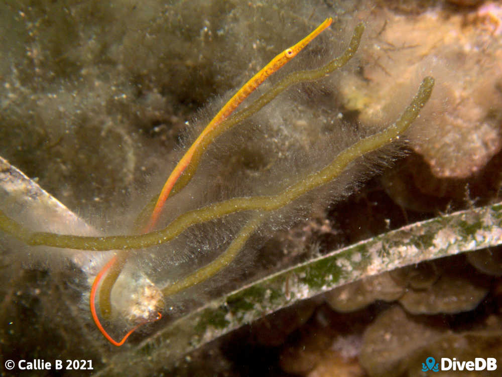 Photo of Gulf Pipefish at Port Hughes Jetty. 