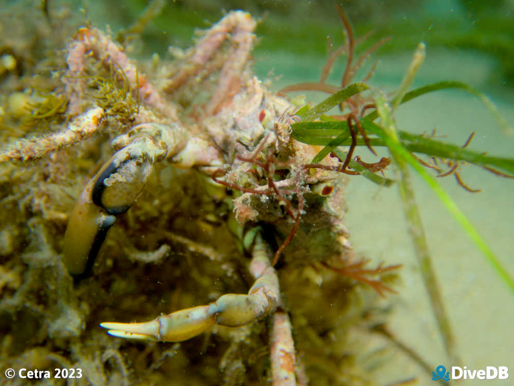 Photo of Decorator Crab at Port Noarlunga Jetty. 