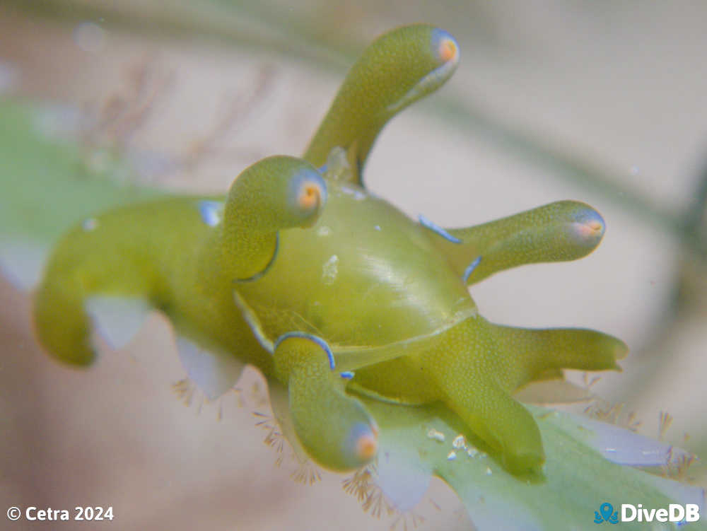 Photo of Flubber at Port Noarlunga Jetty. 