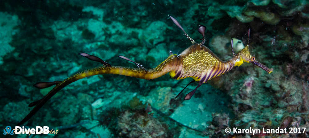 Photo of Weedy Seadragon at Milkies Reef. 