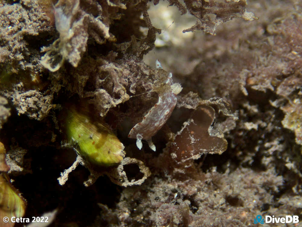 Photo at Edithburgh Jetty. 