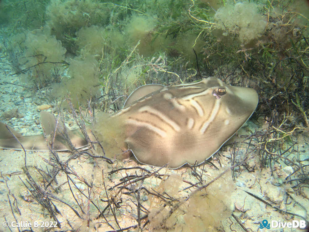 Photo of Fiddler Ray at Rapid Bay. 