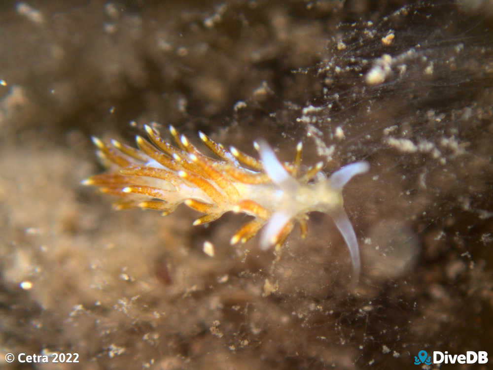 Photo of Tularia bractea at Port Noarlunga Jetty. 