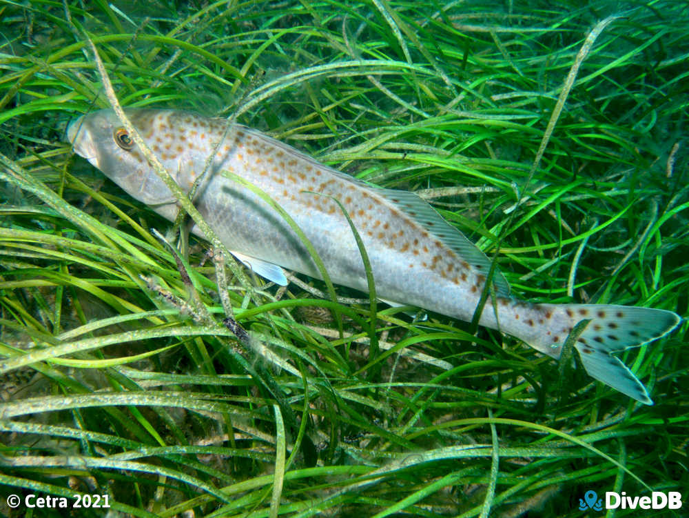 Photo of Dusky Morwong at Rapid Bay. 